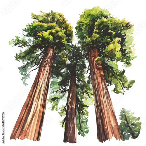 illustration of Towering Redwoods, watercolor vector, isolated on a white background.