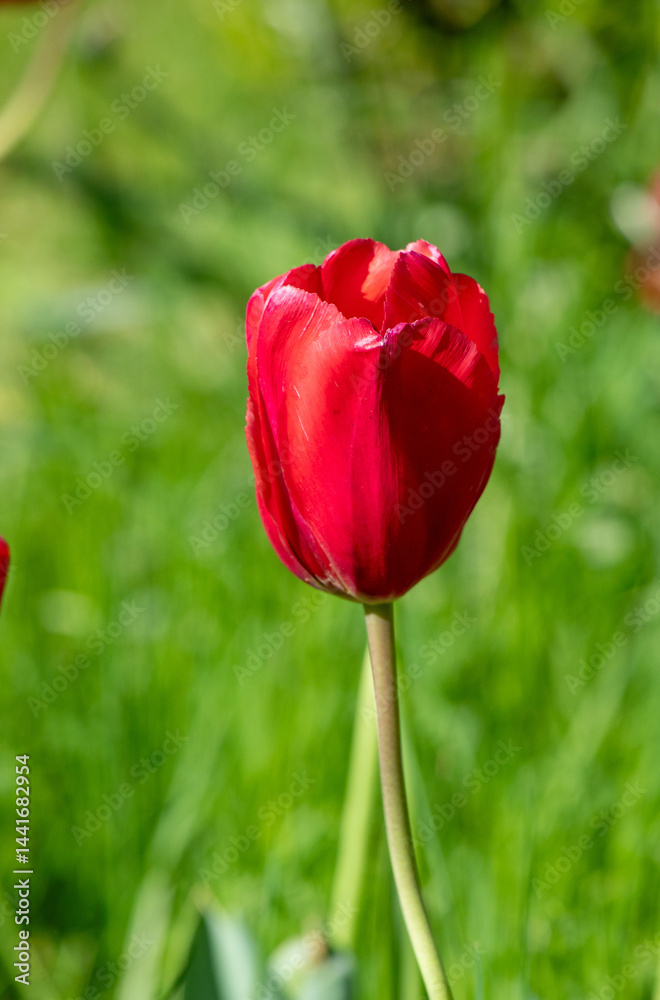 A red flower is standing in a field of green grass A red flower is standing in a field of green grass