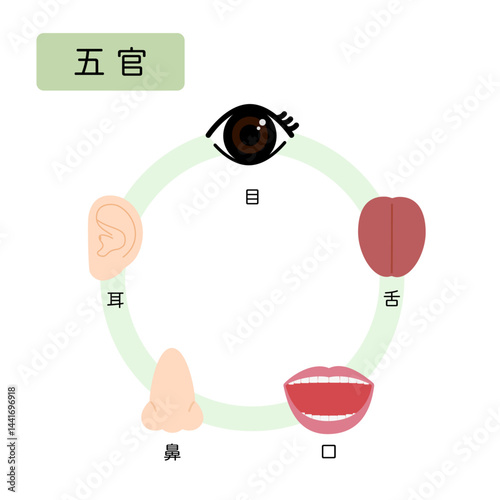 東洋医学　人体の五行分類　五官
