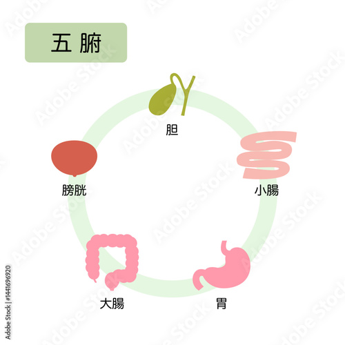 東洋医学　人体の五行分類　五腑