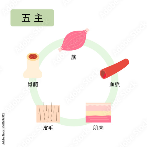 東洋医学　自然界の五行分類　五主