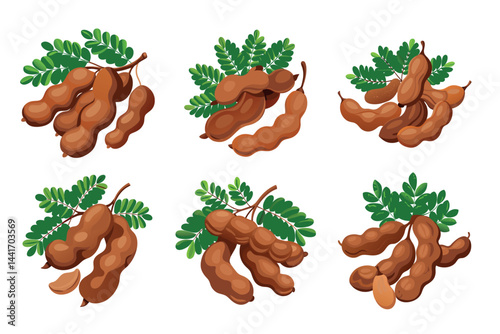 Tamarind fruits with leaves set, tropical sweet and sour fruit vector illustration