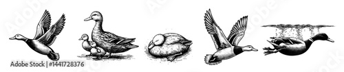 Set collection of vintage black and white ink illustrations of ducks in various poses, isolated on white background, rustic countryside farm style, detailed sketch.