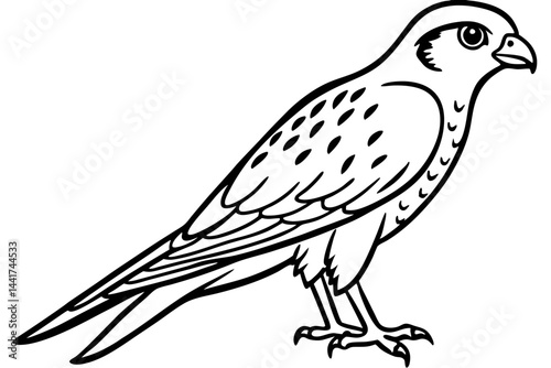 Elegant Kestrel Outline