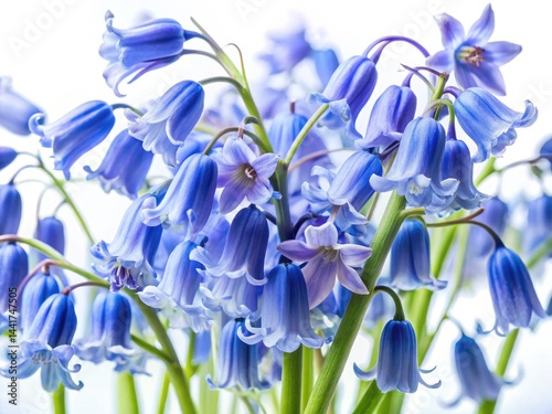 Delicate Bluebells on White: Stunning Food Photography Background