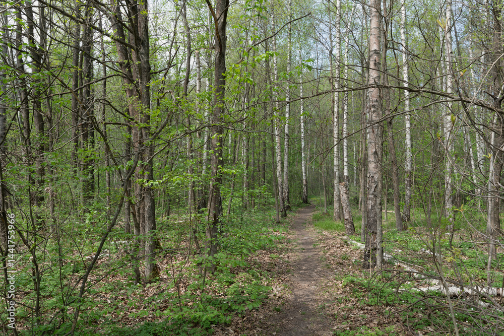 Fototapeta premium A serene path winds through a lush forest, bathed in sunlight.