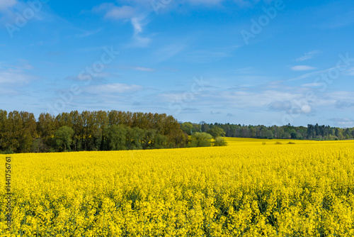 Beautiful field of bright yellow rapeseed flowers in the English countryside during Spring in landscape orientation