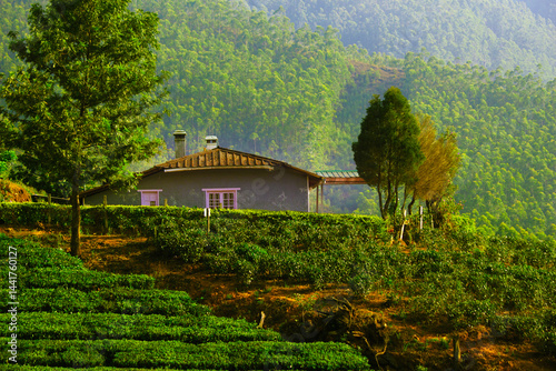 Cozy house in green hills