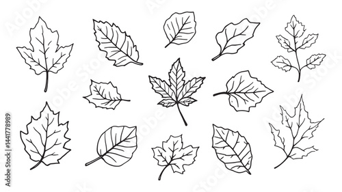 Leaves of trees line art botanical drawing for creative inspiration