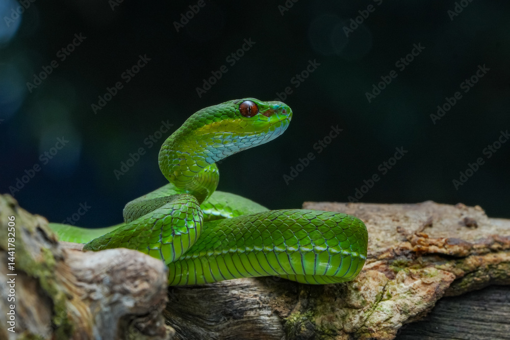 green snake on tree green snake on tree