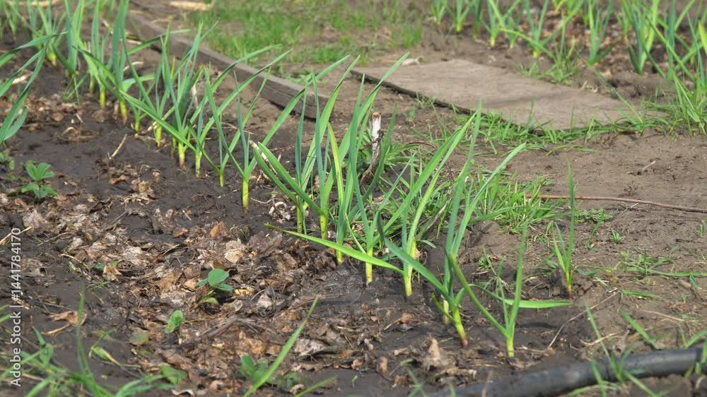 Fresh green garlic sprouts growing in a garden bed. Fresh green garlic plants sprout vibrantly from fertile garden soil