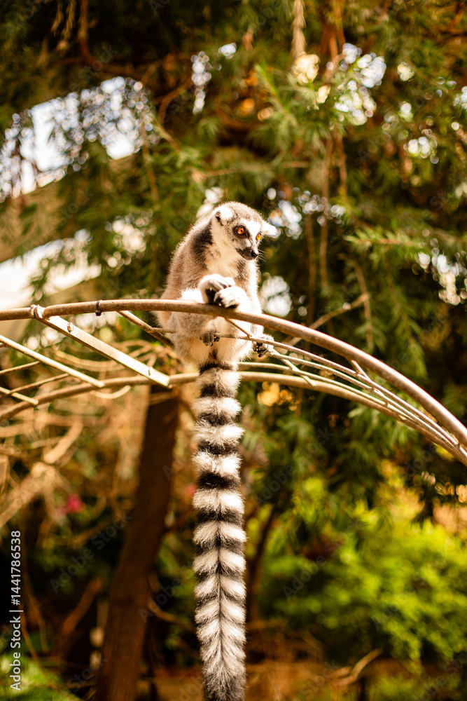 Fototapeta premium wild lemur hanging on branches