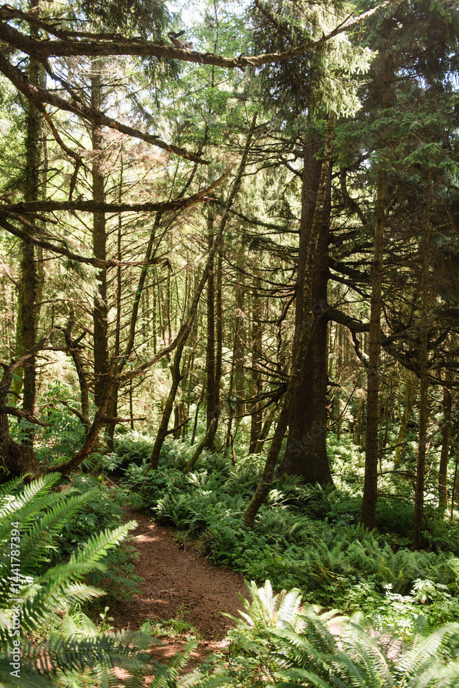 Fototapeta premium Hiking Path Winding Through Coastal Oregon Woods