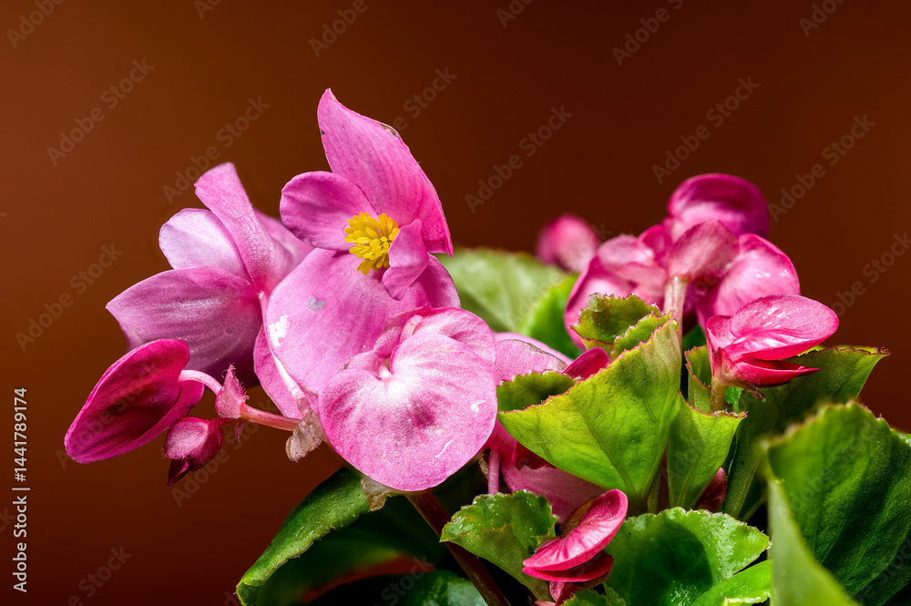 Obraz premium Delicate Pink Begonia Blossoms with Yellow on Warm Brown