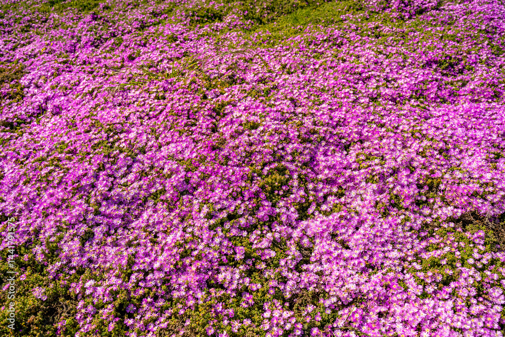 Obraz premium Carpobrotus Edulis in bloom in Monterey, California
