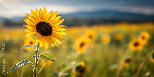 A bright yellow sunflower