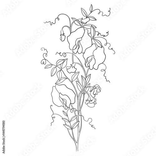 Linear Illustration of a Sprig of Flowering Sweet Pea