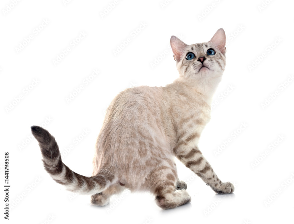 bengal kitten in studio