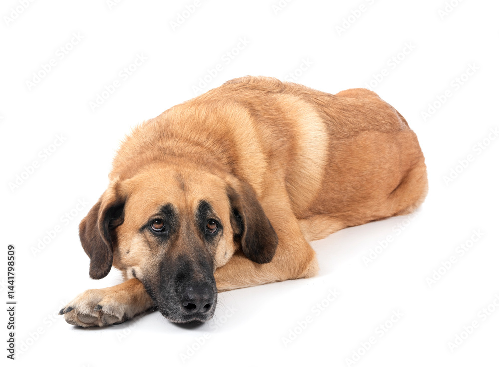 Spanish Mastiff in studio