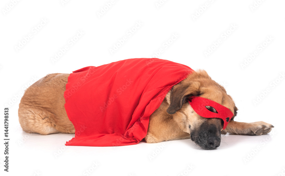 Spanish Mastiff in studio