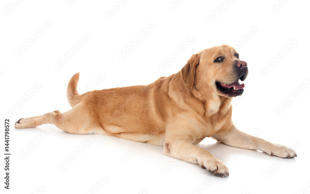 adult labrador retriever