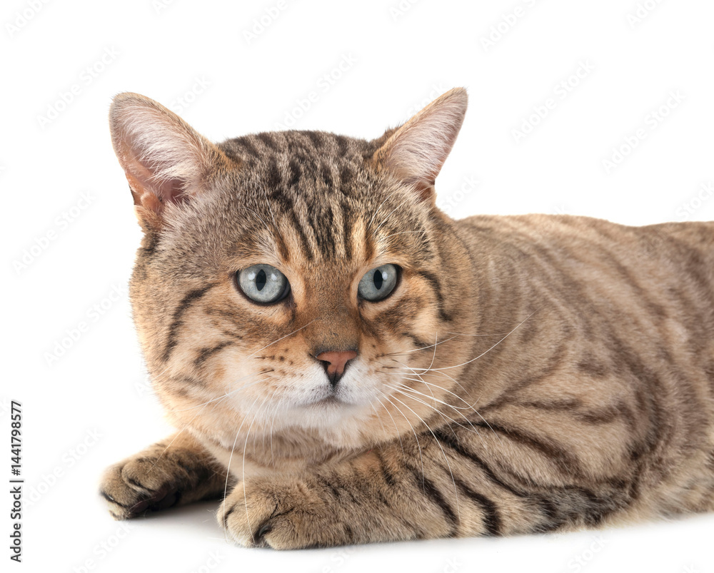 bengal kitten in studio