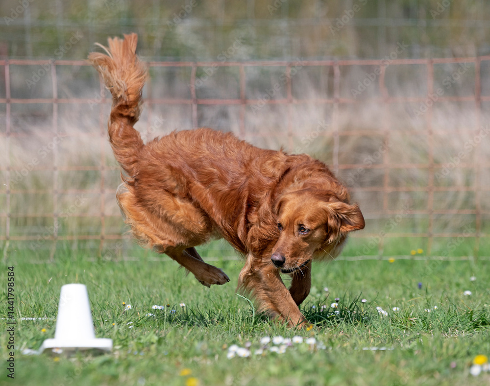 obedience training with a golden retriever