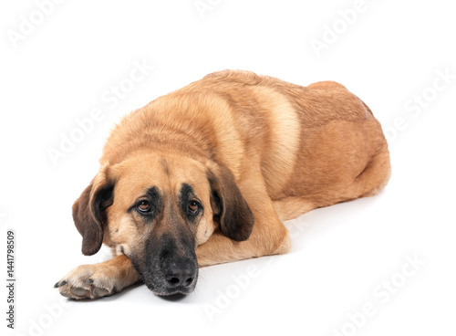 Spanish Mastiff in studio