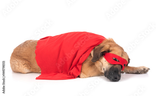 Obraz na płótnie Spanish Mastiff in studio w salonie