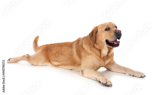 Obraz na płótnie adult labrador retriever w salonie