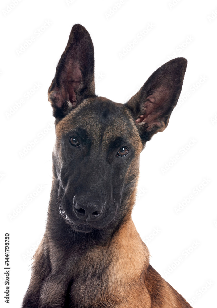 young malinois in studio