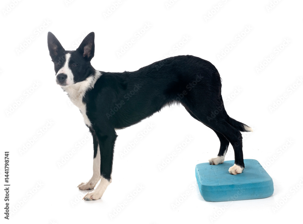 puppy border collie