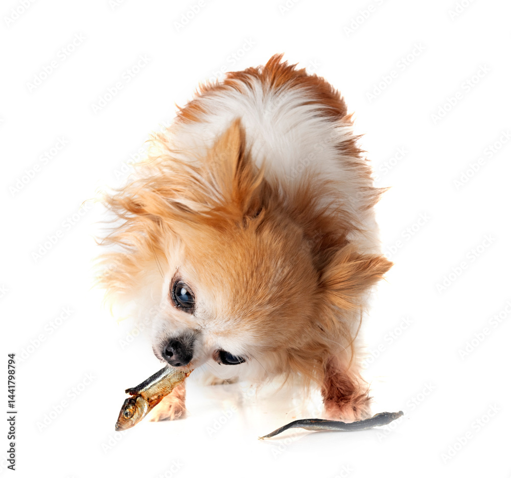 chihuahua in studio