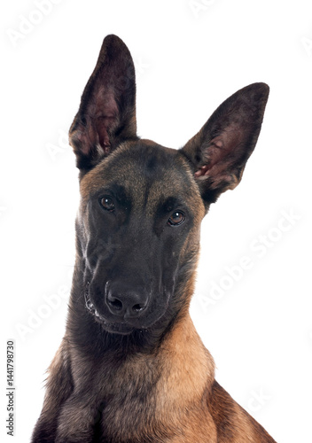 Obraz na płótnie young malinois in studio w salonie