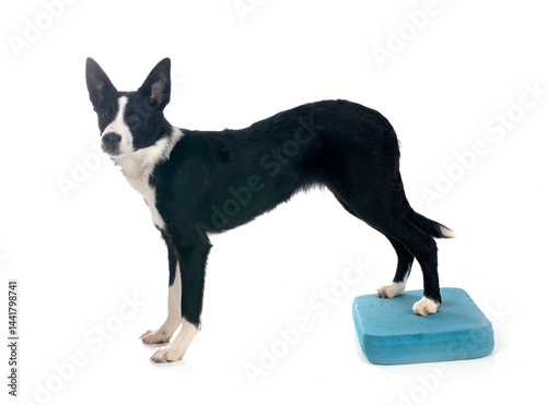Obraz na płótnie puppy border collie w salonie