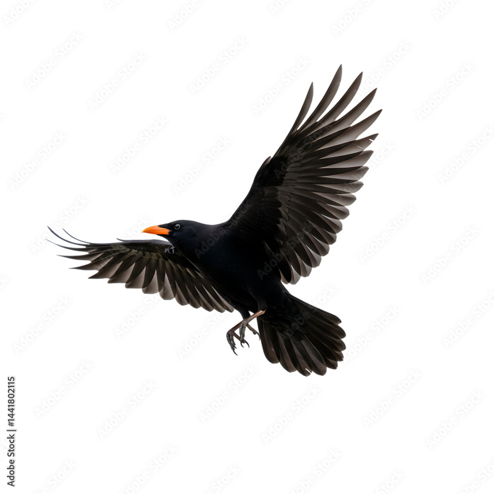 Obraz premium Flying Blackbird