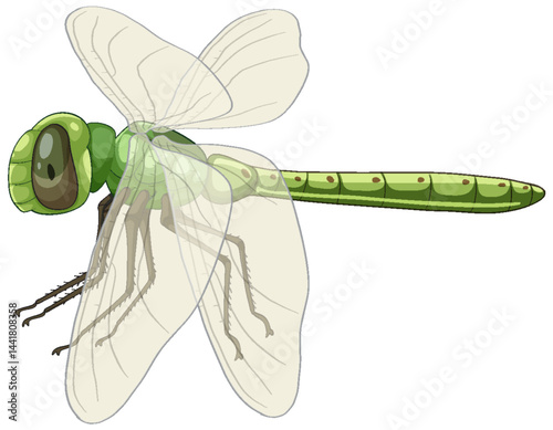 Detailed Vector Illustration of a Green Dragonfly