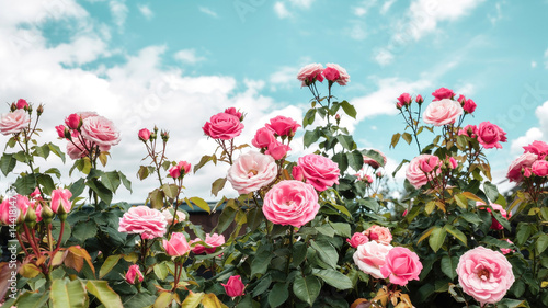 Obraz na płótnie Rose Garden in Bloom w salonie