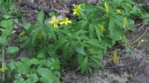 Yellow ranunculus