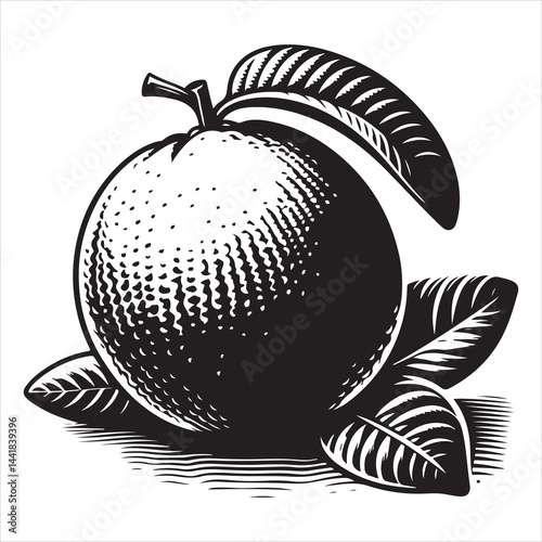 a fresh guava fruit vector silhouette, vector black color silhouette, isolated white background 