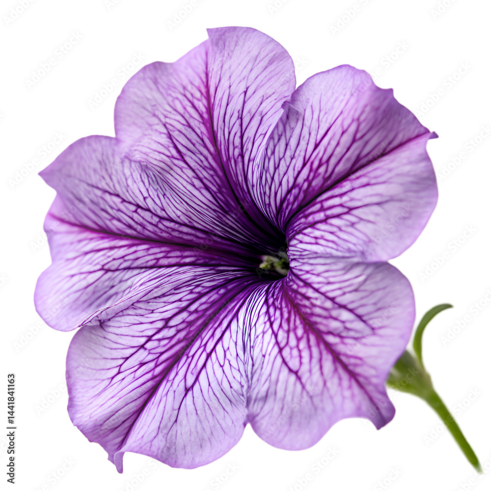 Naklejka premium Petunia flower isolated on transparent background