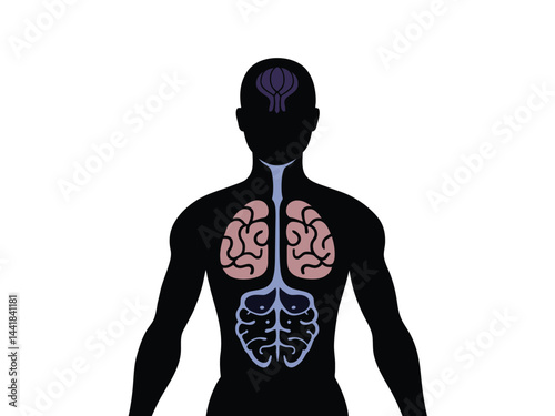 3d human anatomy illustration of a naked person's muscular torso and back shows anatomical detail for medical study