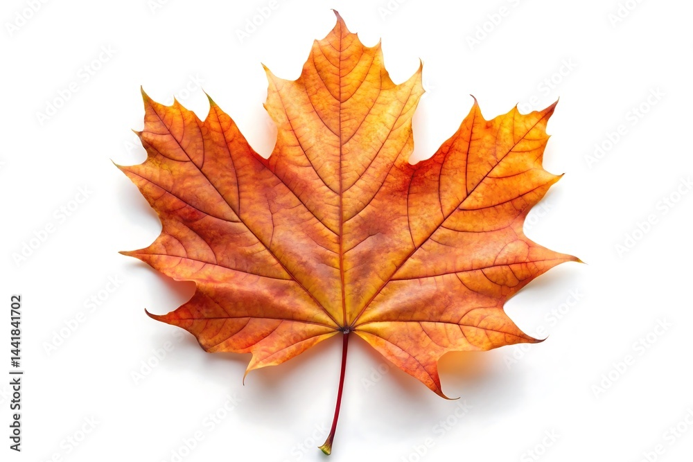 Would you like a shorter version as well?, Isolated close up of a vibrant autumn maple leaf with orange and yellow hues on a white background Would you like a shorter version as well?, Isolated close up of a vibrant autumn maple leaf with orange and yellow hues on a white background