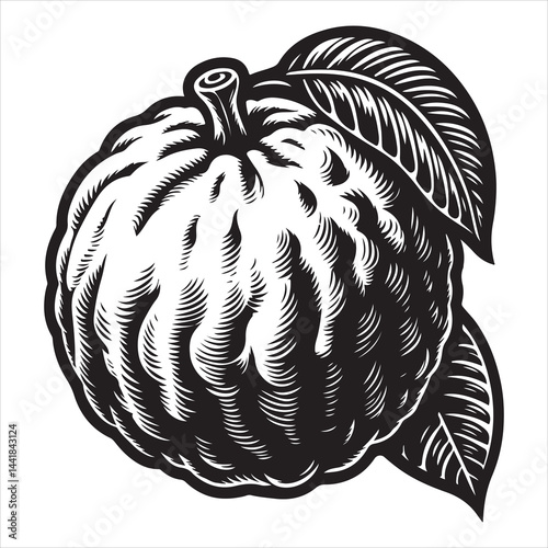 a fresh guava fruit vector silhouette, vector black color silhouette, isolated white background 