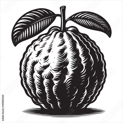 a fresh guava fruit vector silhouette, vector black color silhouette, isolated white background 