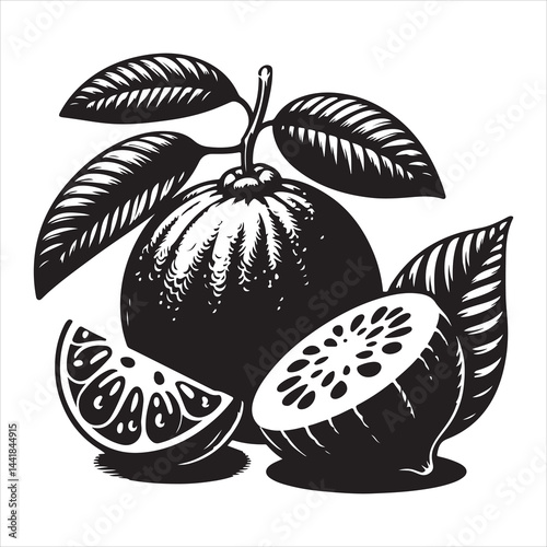 a fresh guava fruit vector silhouette, vector black color silhouette, isolated white background 