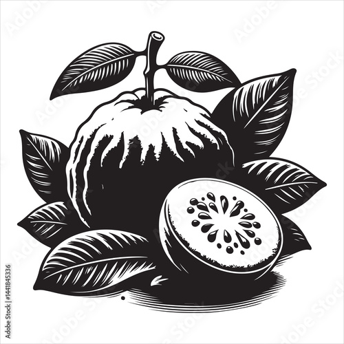 a fresh guava fruit vector silhouette, vector black color silhouette, isolated white background 