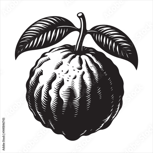 a fresh guava fruit vector silhouette, vector black color silhouette, isolated white background 