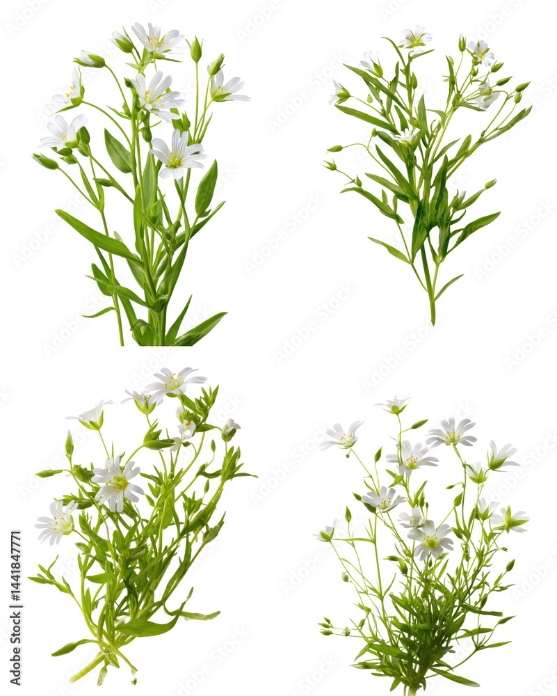 Fototapeta premium Stitchwort Cluster, White Blossoms, Isolated