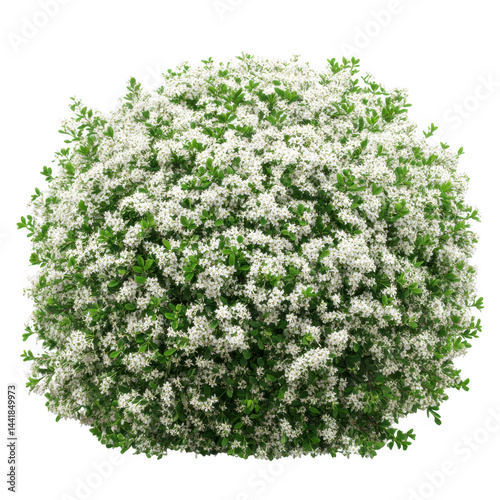 Flowering shrub with tiny white flowers isolated on transparent background